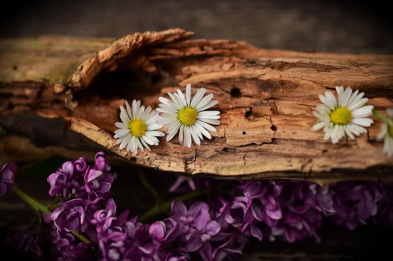 Nature Elements